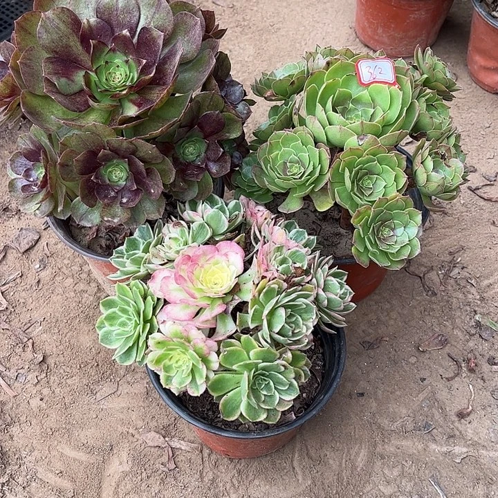 362多肉植物组合，