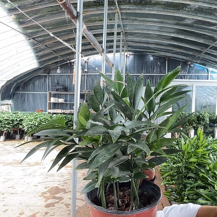 2盆平安竹福利15的