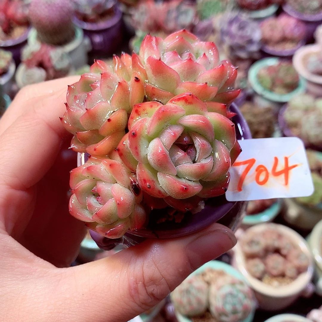 精控拇指盆多肉M6.23704