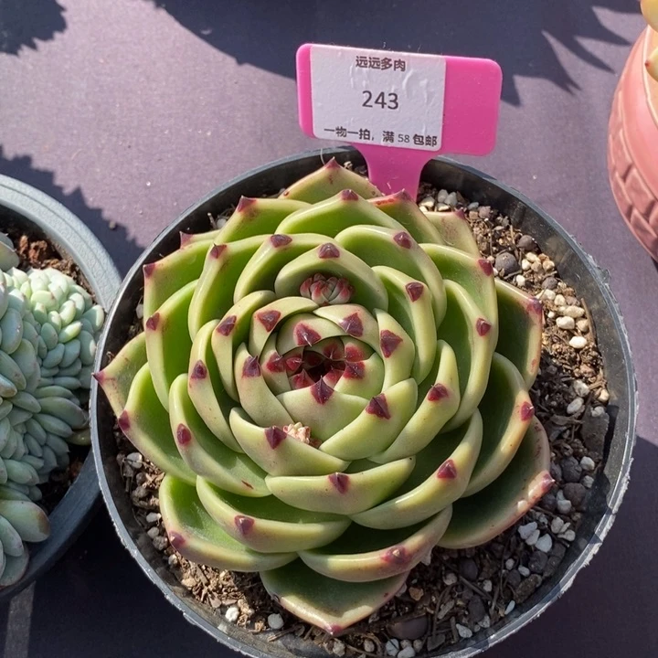 243蓝龙肉肉肉肉肉肉