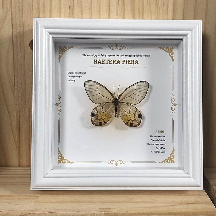 珐琅铁合金黄晶眼蝶