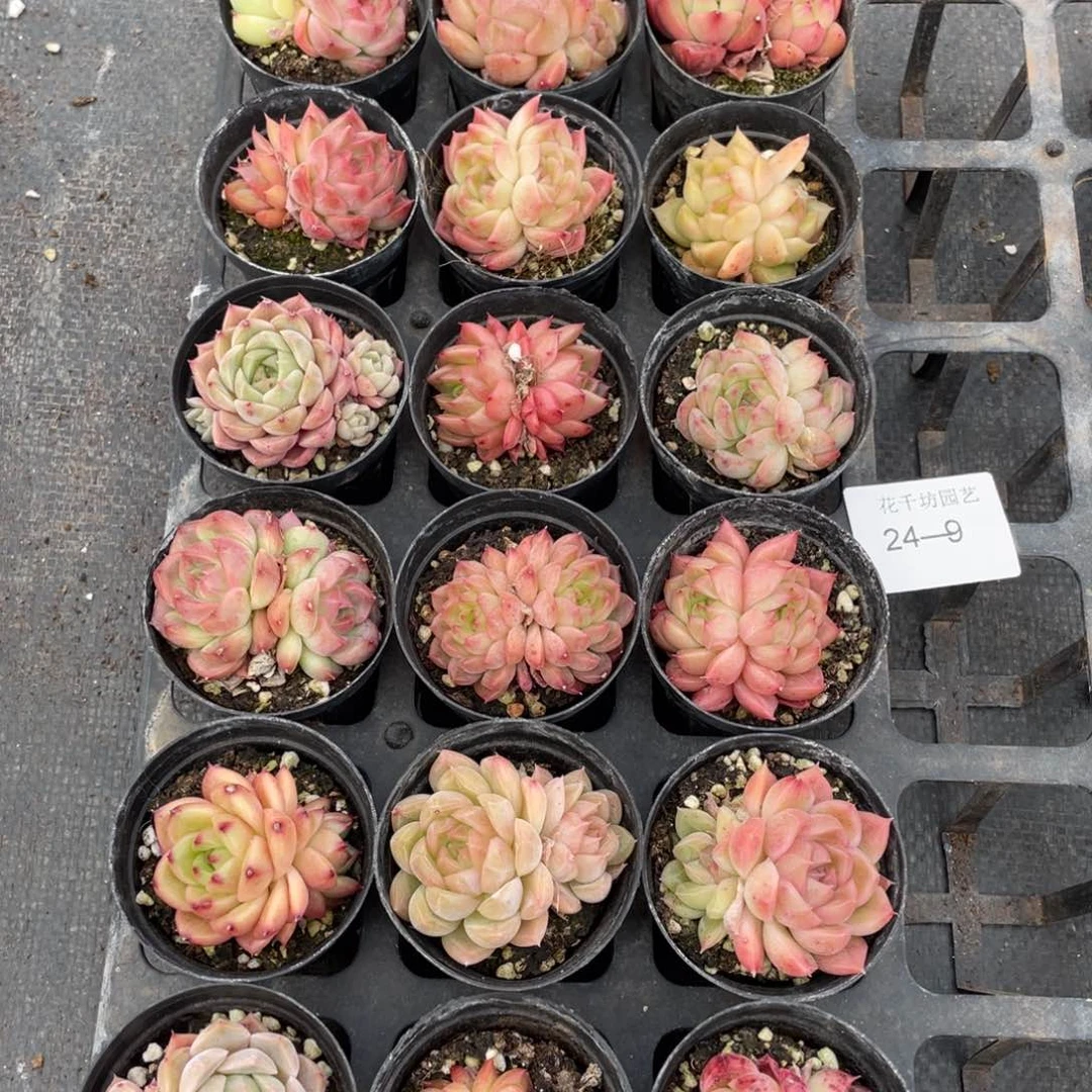 一物一拍18棵24-9