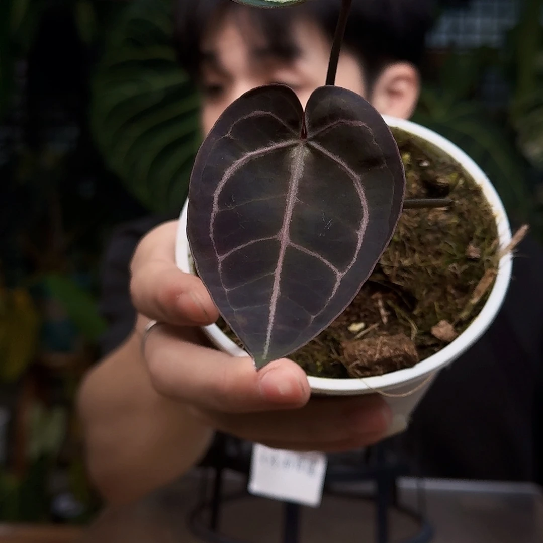 完全开放U162紫水晶杂印尼寡妇