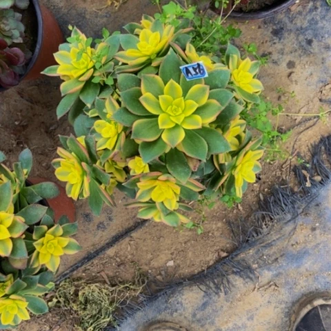 艳日辉多肉植物56多肉