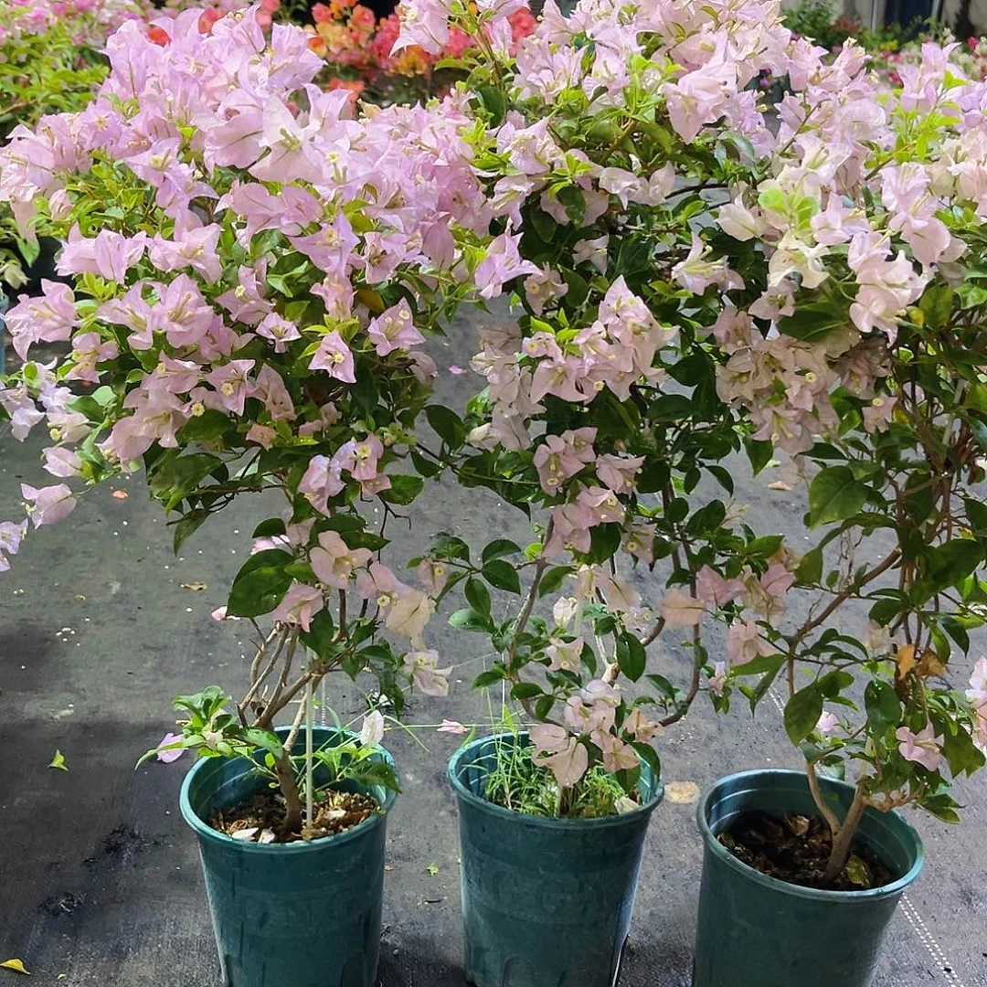 大部分花苞少量开放丽娜带竹一颗