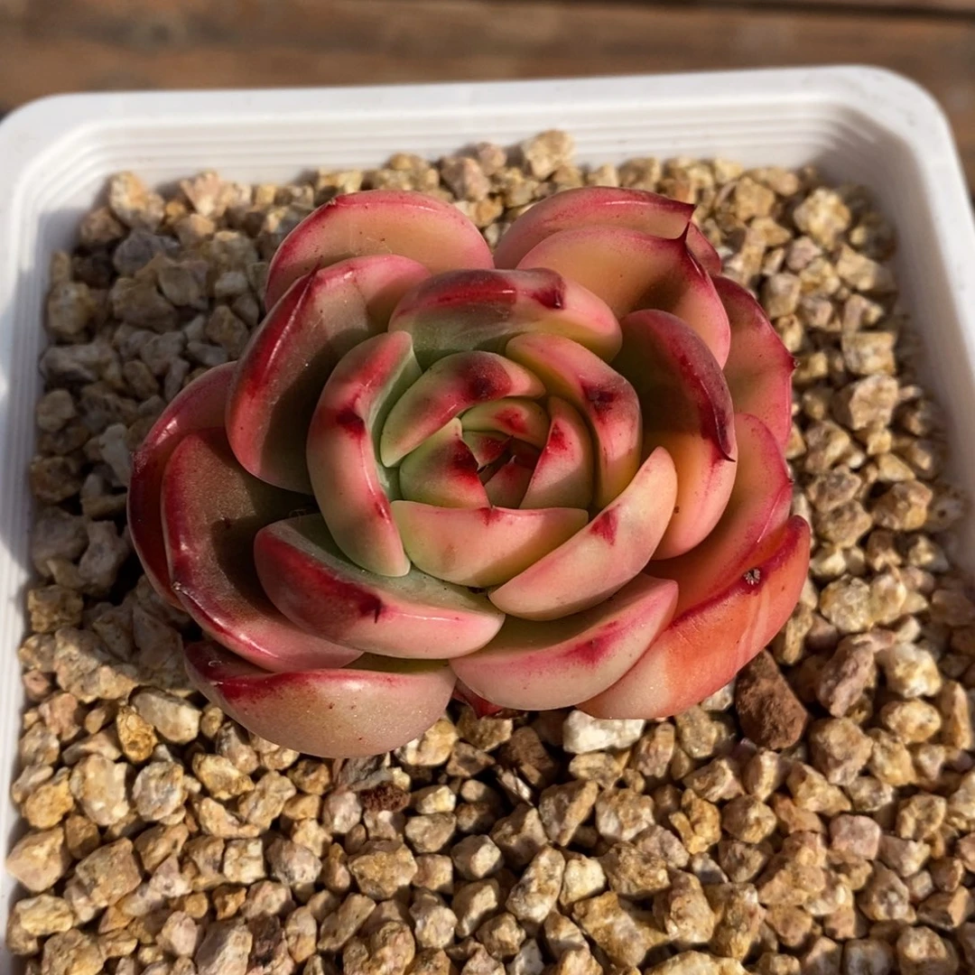 言弗朗明哥多肉植物