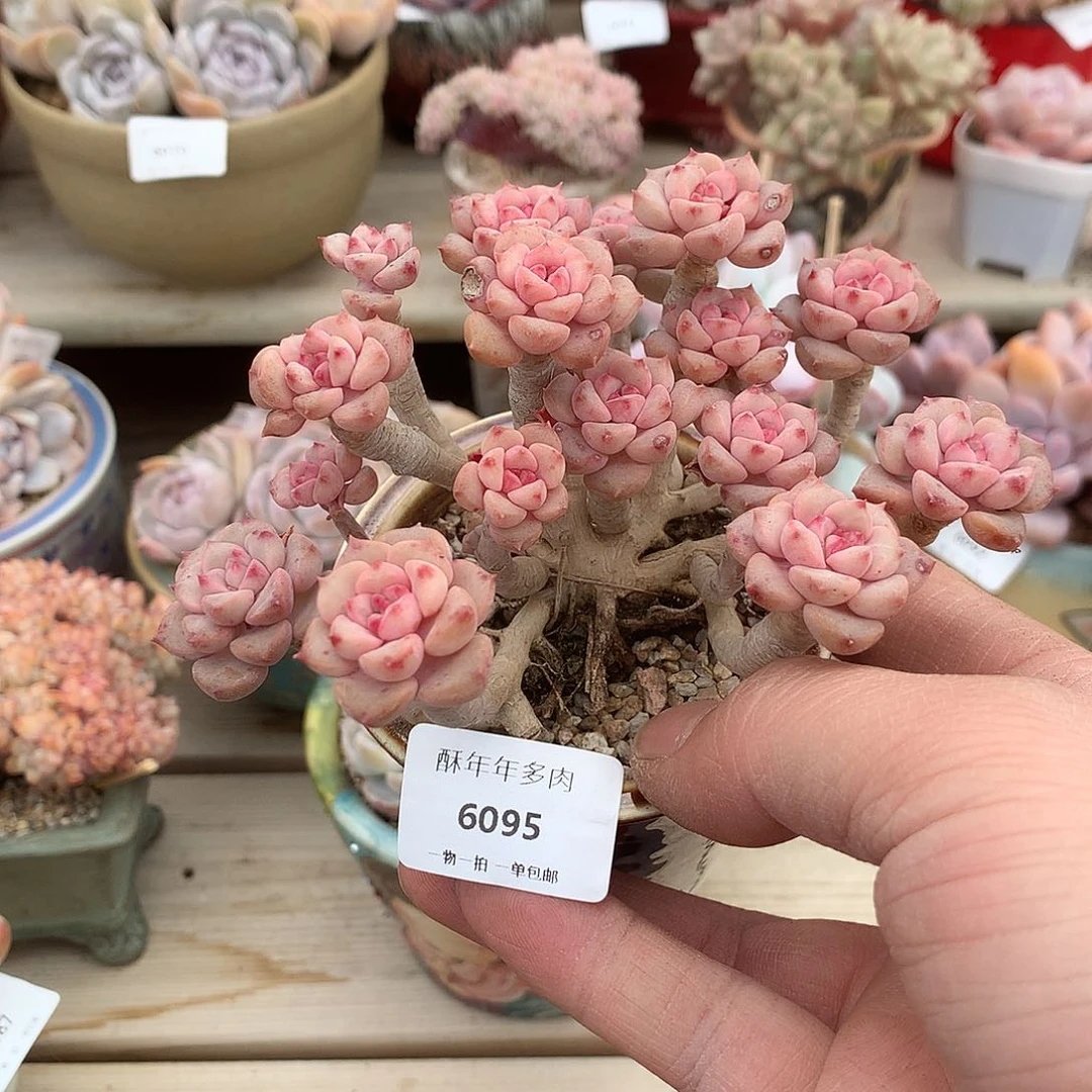 6095粉布偶多肉一颗11厘米