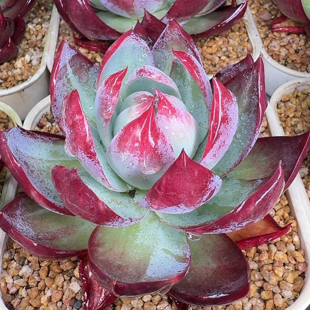 从前慢花园多肉编号惊鸿仙子