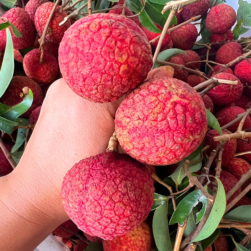 【航空12-48小时达】广西荔枝王大荔枝贵妃红新鲜水果现摘现发5斤