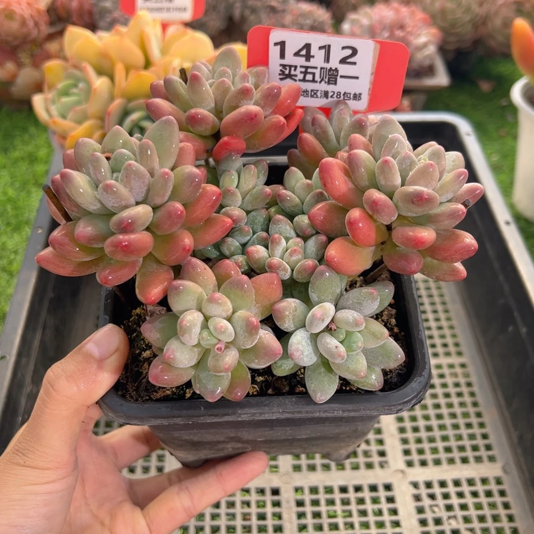 表妹精品多肉1412.