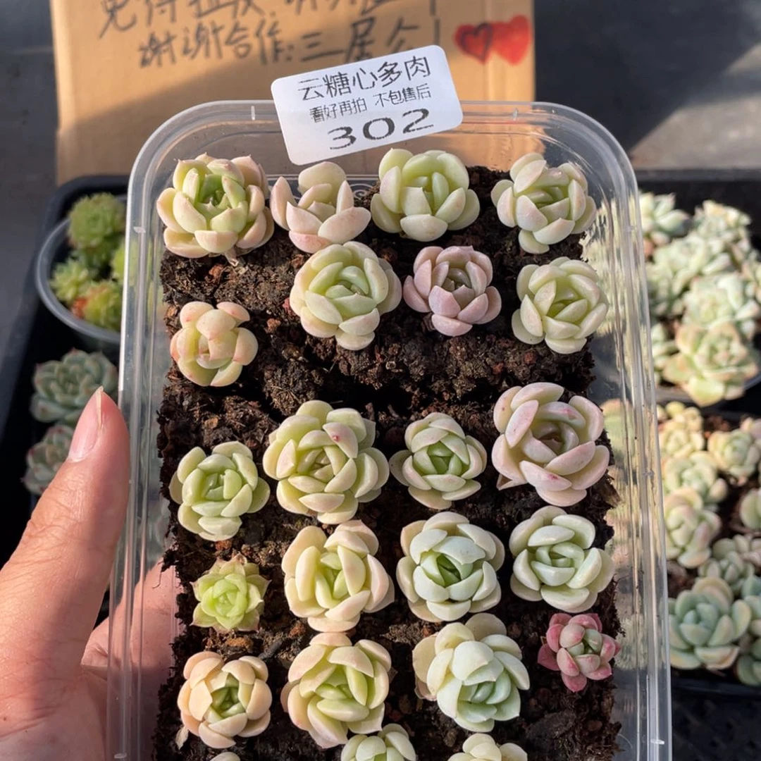 云糖心多肉植物302