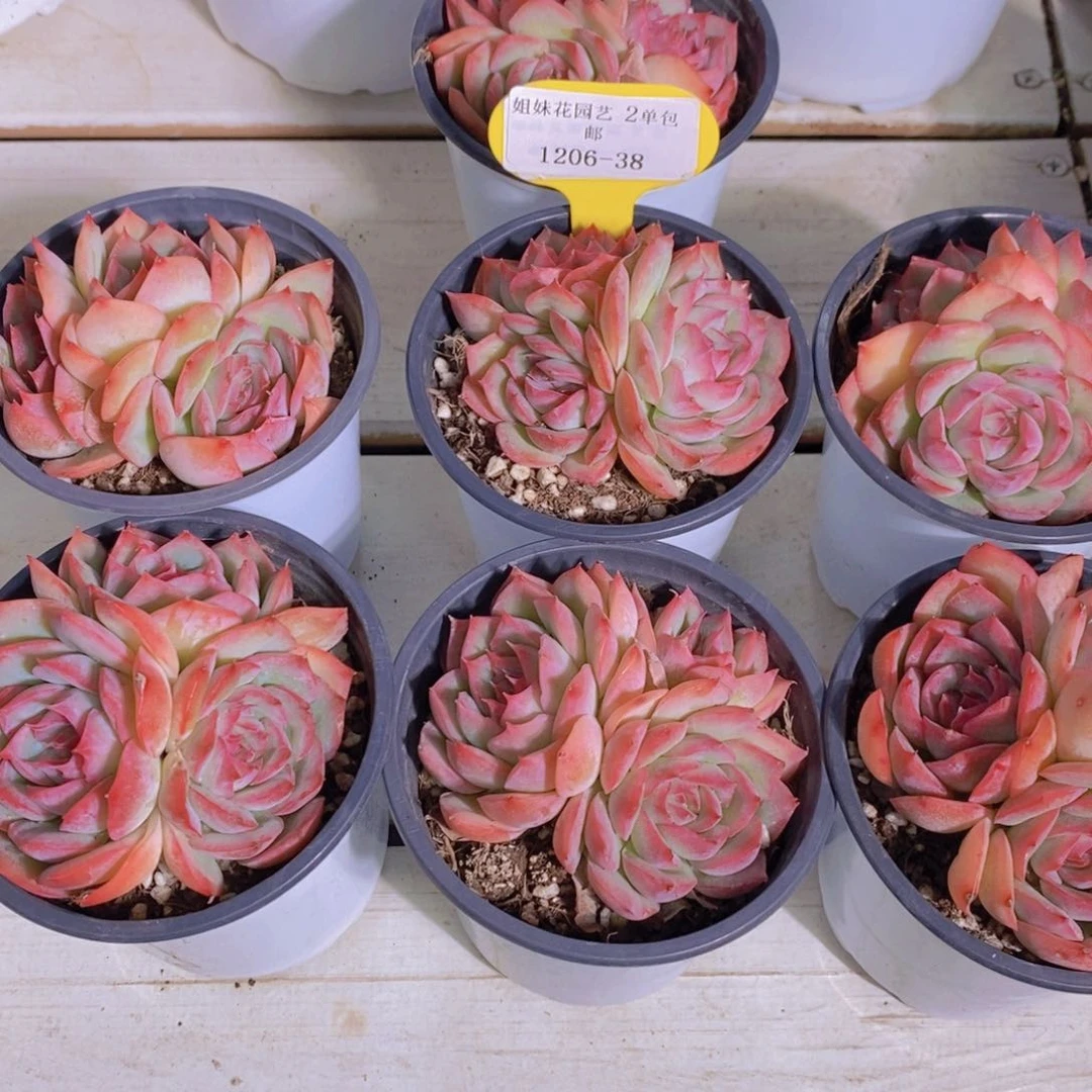 1206-38-精品母本玫瑰花粉侧影群一个