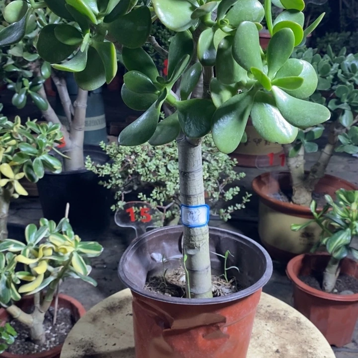 红叶玉树一物一拍