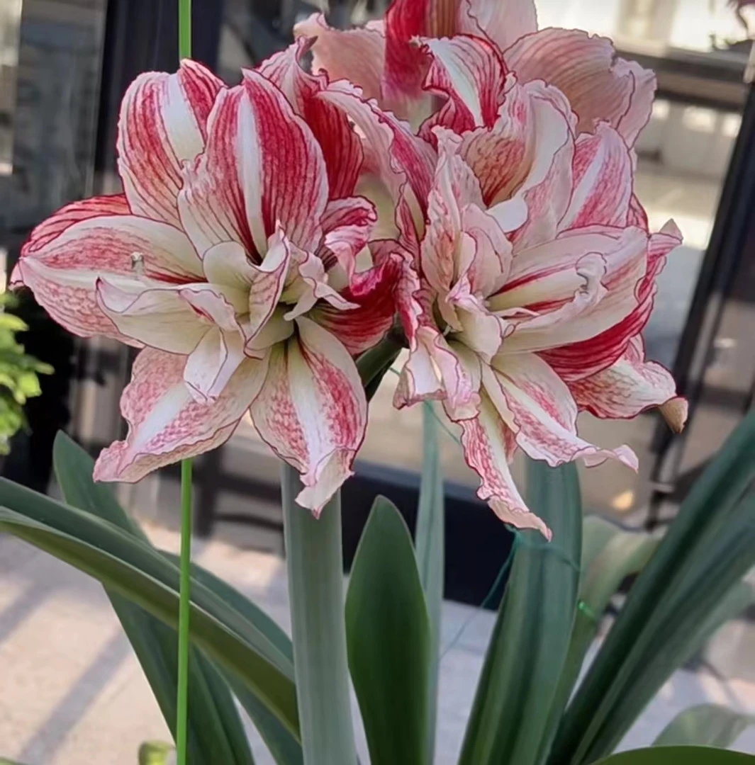 【安吉拉】包对版朱顶红重瓣