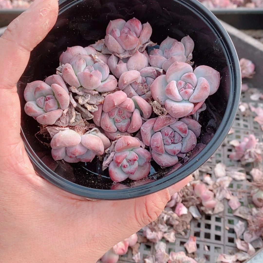 多肉植物精品切糕C121