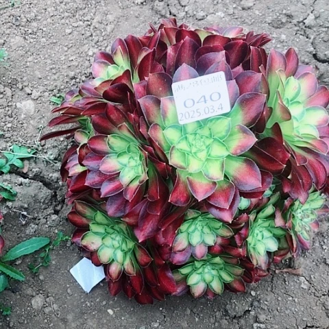 3.4-40韶华多肉植物