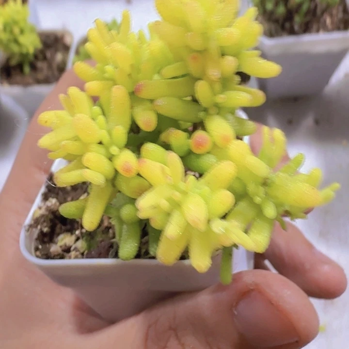 糖球锦王炸一颗福利