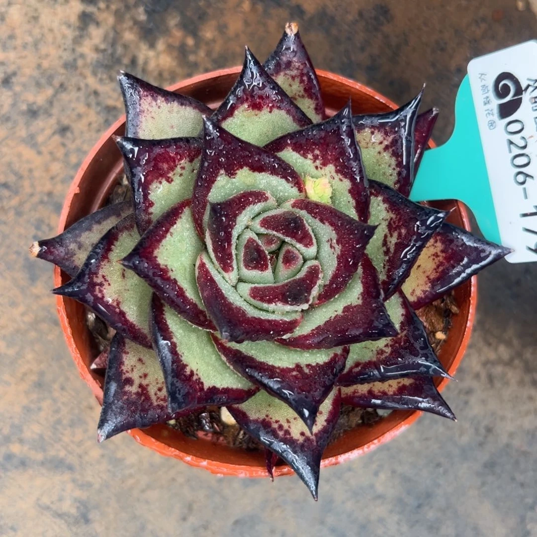 多肉一物一拍0206-179