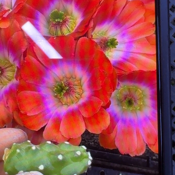 203橘水仙情郎一个无根侧牙，20包邮