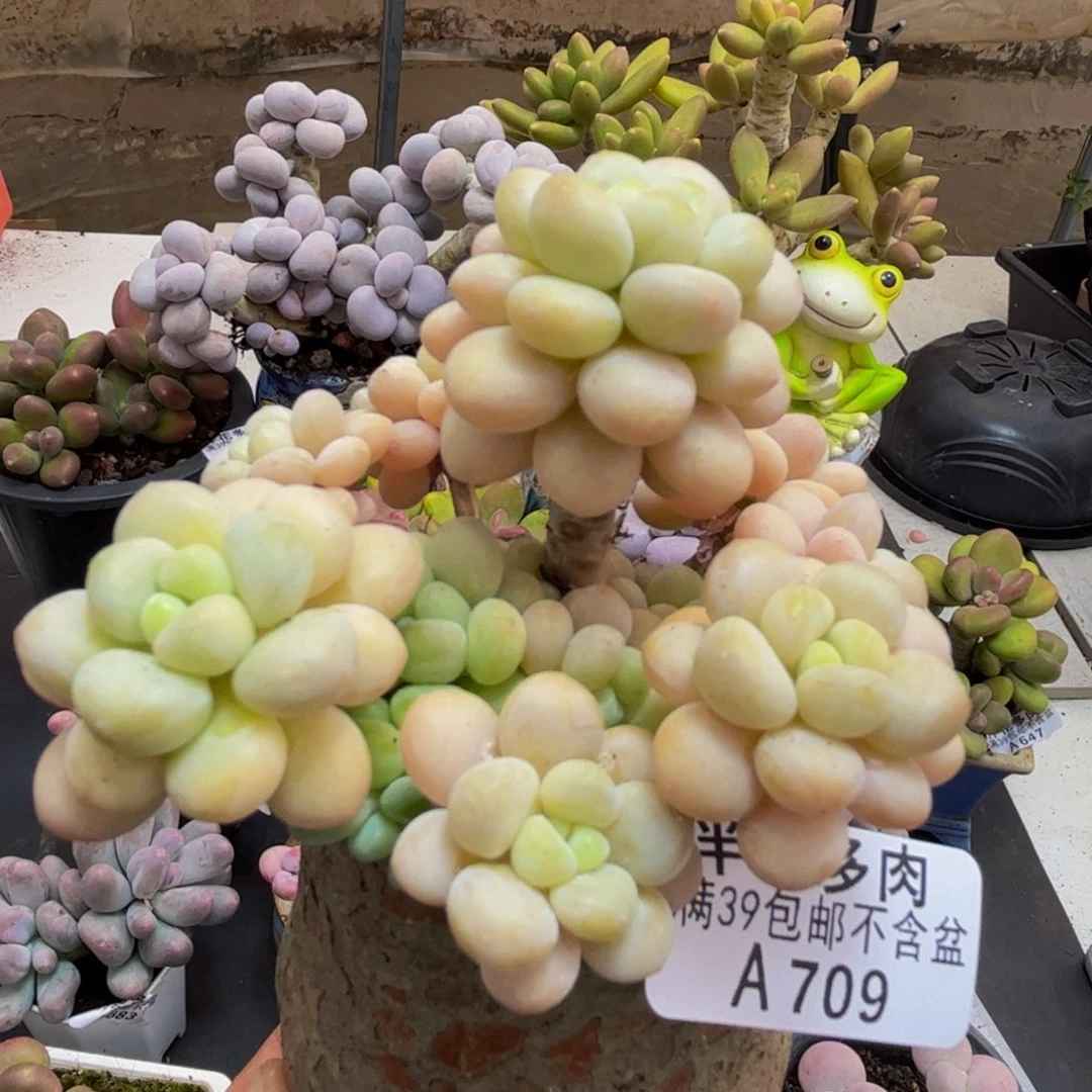 709/8cm洛可可多肉