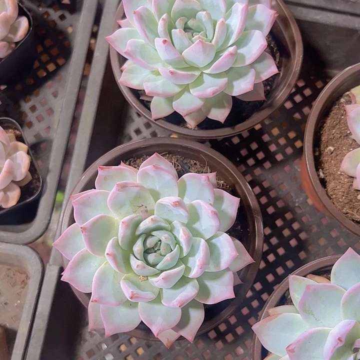 粉蓝鸟精品多肉植物大战