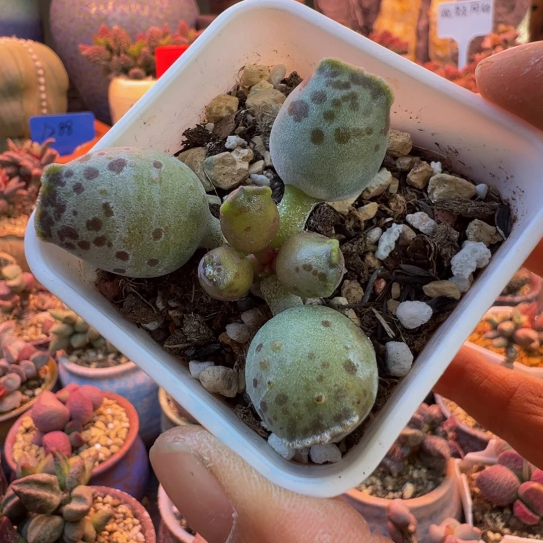 好吧好嘛好吧我的