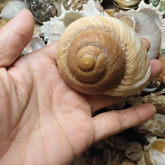 石材寄居蟹替换壳