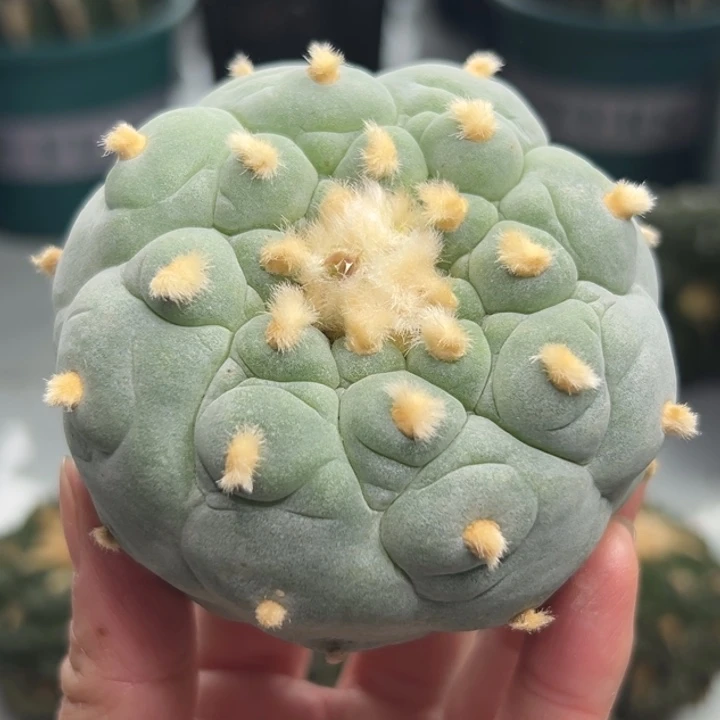 348 可帮发根可发货