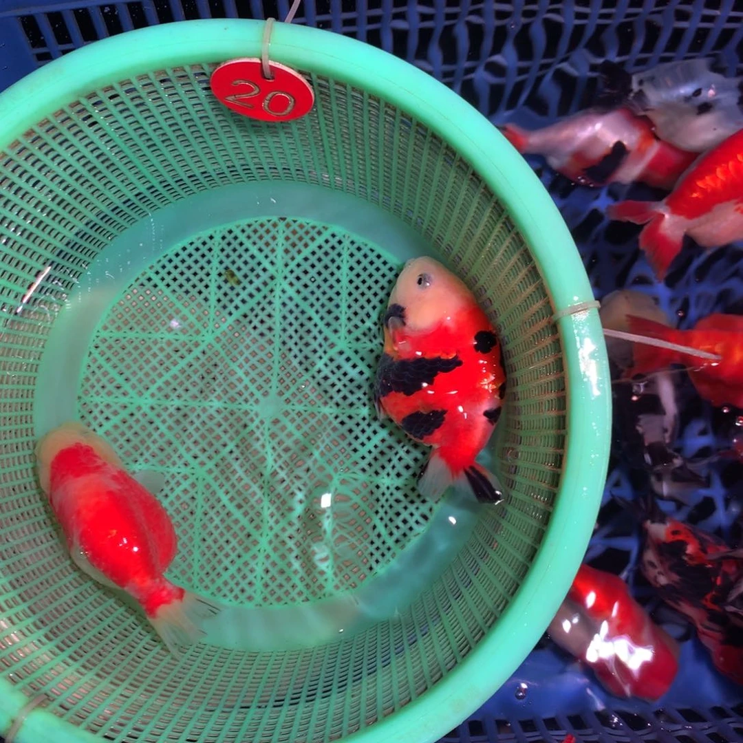 海水鱼开箱视频包损