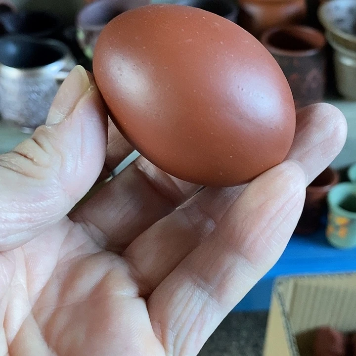 紫砂紫砂紫砂紫砂中