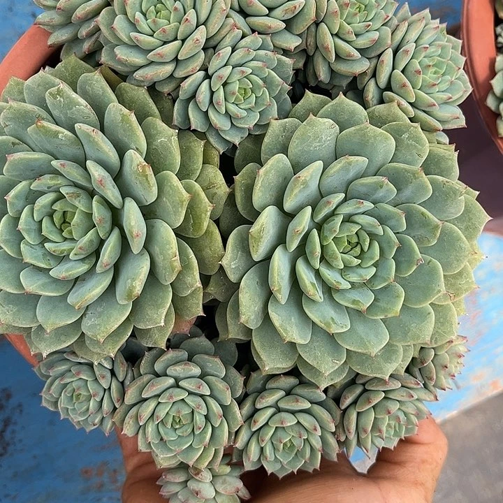 熊猫脸12.88多肉植物
