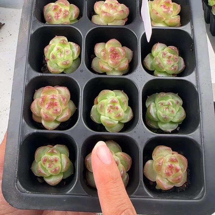 胖麦秆 11  9.9包邮