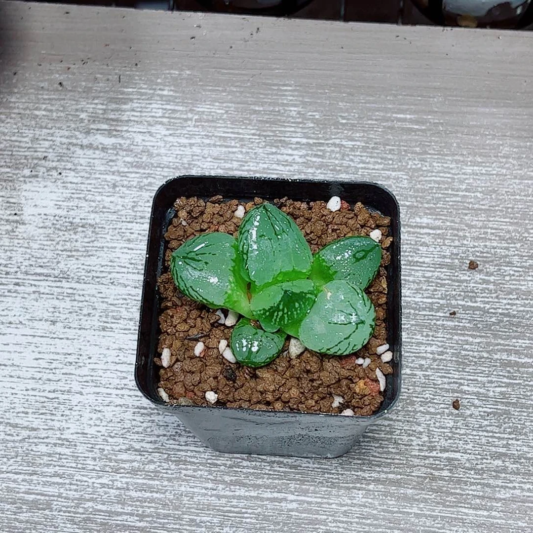 虞美人玉露一勿一拍