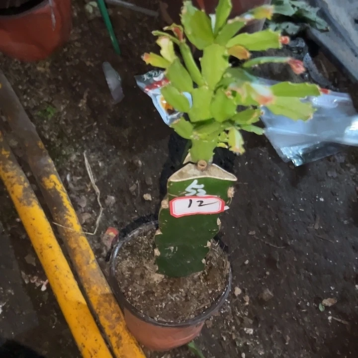 ****️，12号带盆052嫁接苗