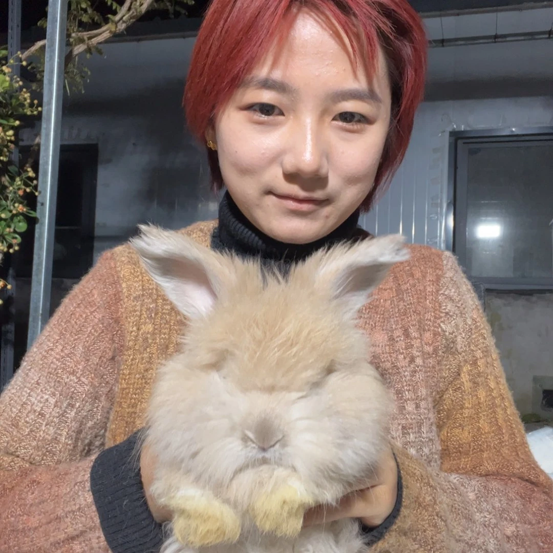 双血统英系安拉兔子