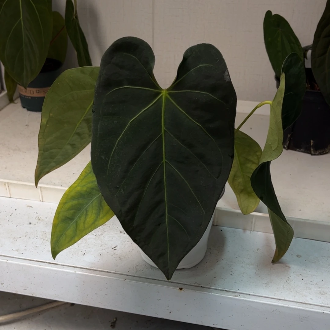 无花朵黑丝绒杂（活动无售后 介意勿拍）