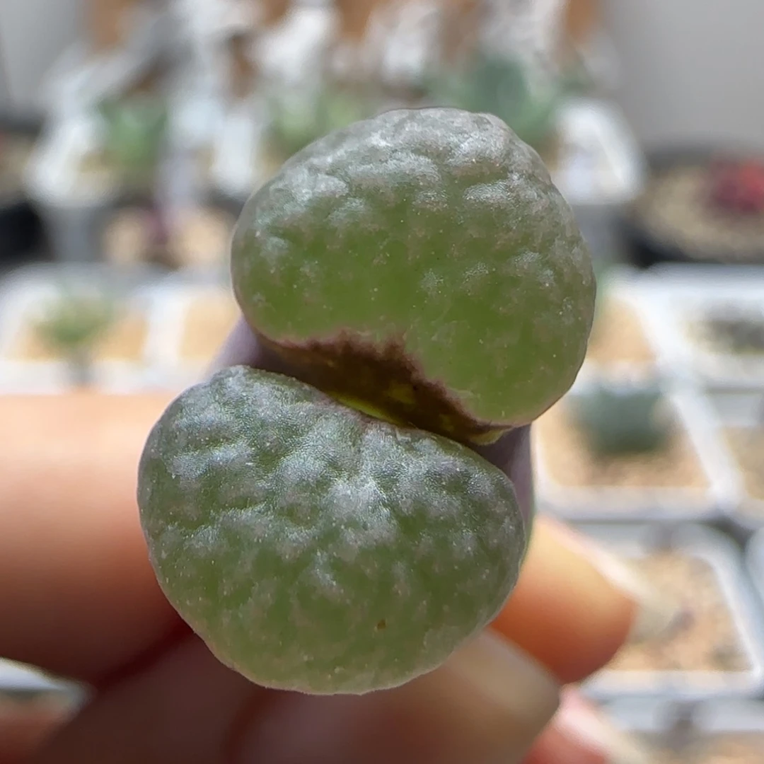 8-9-532当天满38包邮清货翻窗大磁铁风铃1.6腿微长脱土
