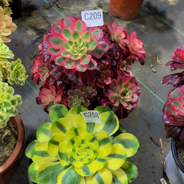 、***红209。20800000000000