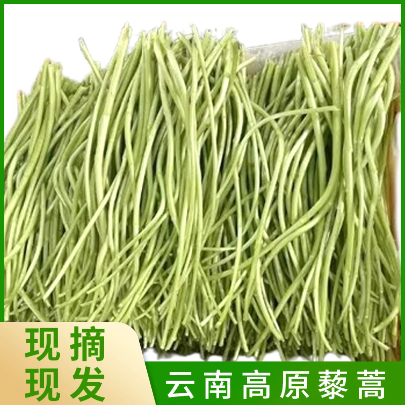 云南高原藜蒿新鲜嫩去老根去叶当季藜蒿蔬菜农家藜蒿火锅凉拌必备