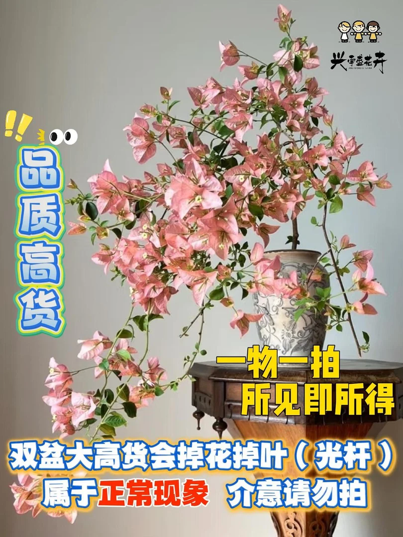 盛屿兴 【双盆高货一物一拍】掉花落叶掉成光杆正常介意勿拍三角梅！