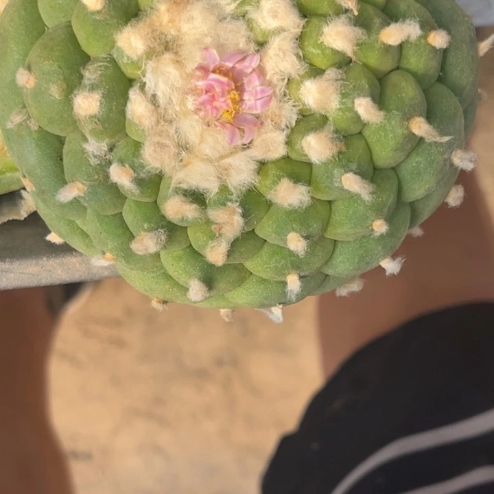 嘟*嘟草球嫁接落地仙人球