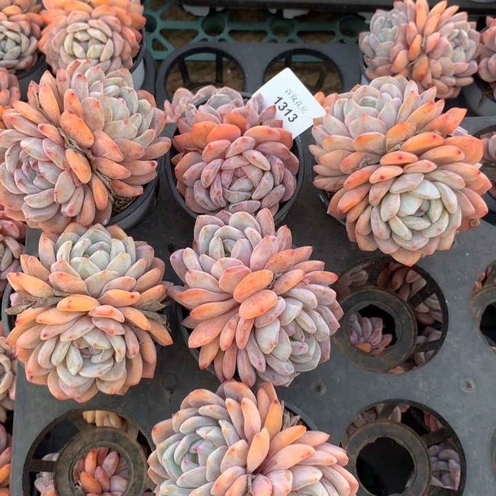 新年快乐，量拍6颗一组，随机发货1313