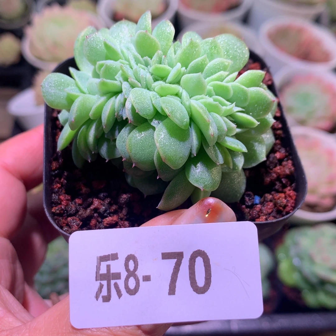 乐然 8-70 春桃缀化