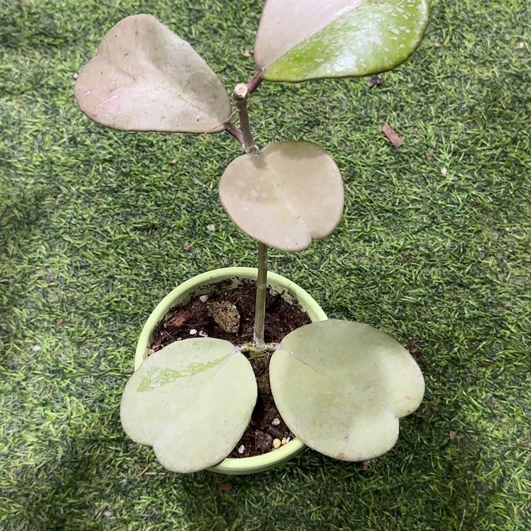 无花朵全银心叶球兰