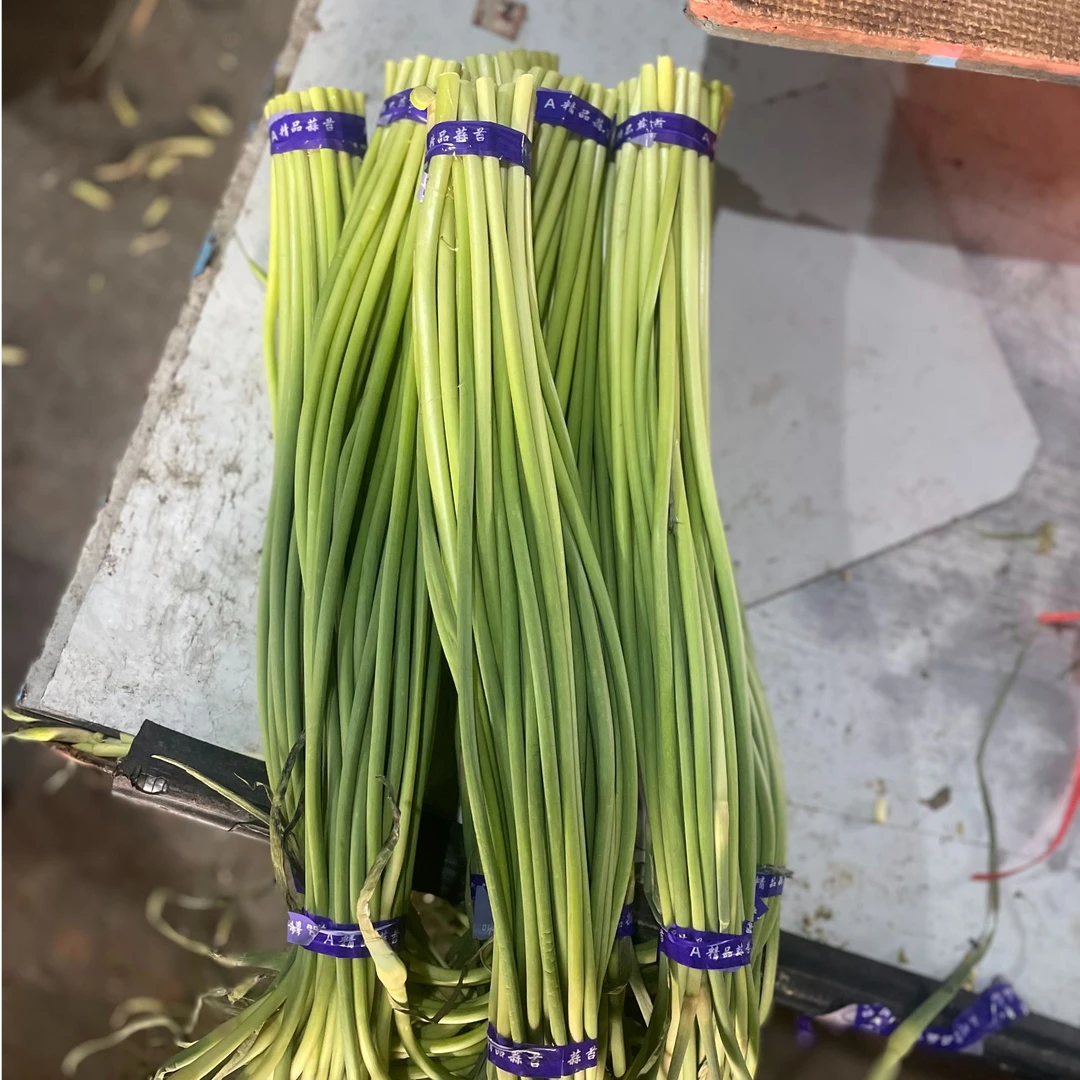 保鲜山东蒜苔特产大青苔脆嫩多汁农家蒜苔嫩蒜苔新鲜蔬菜蒜薹5斤