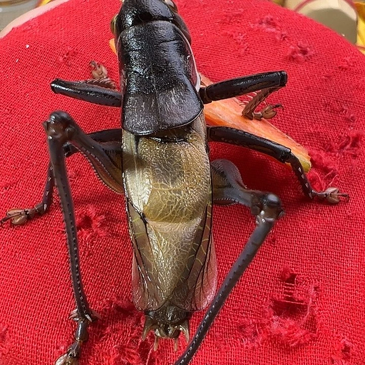 郝建伟蝈蝈一只包邮