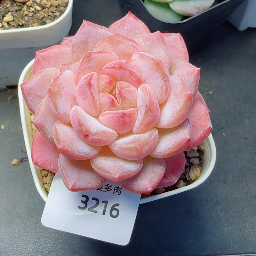 黛玉冰魄，3216多肉植物