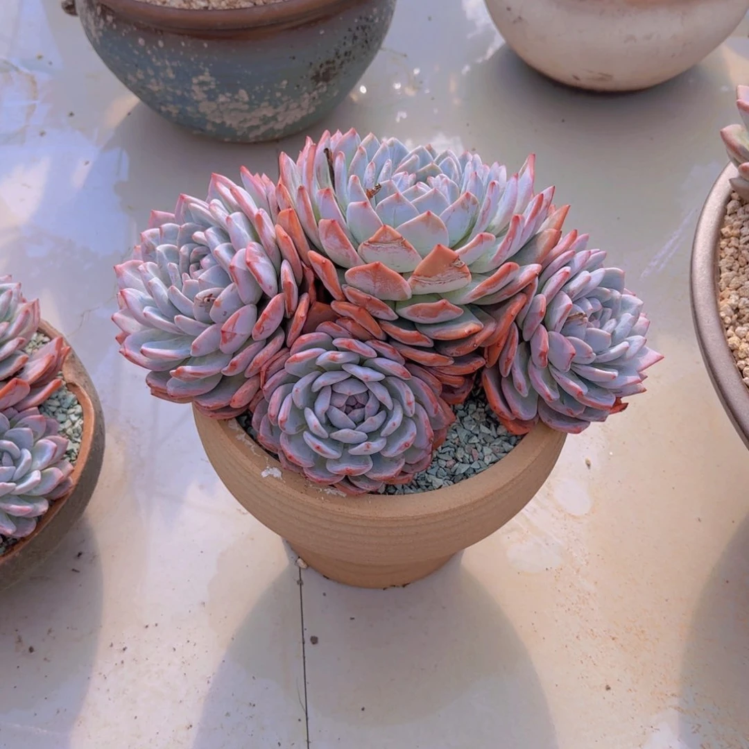 4陈梦露带盆独有植物