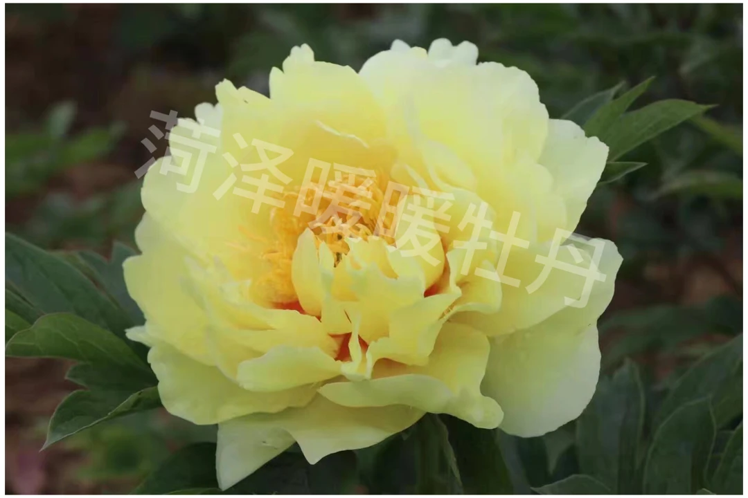 菏泽暖暖牡丹（芭茨拉）先发肥料 秋季裸根发苗