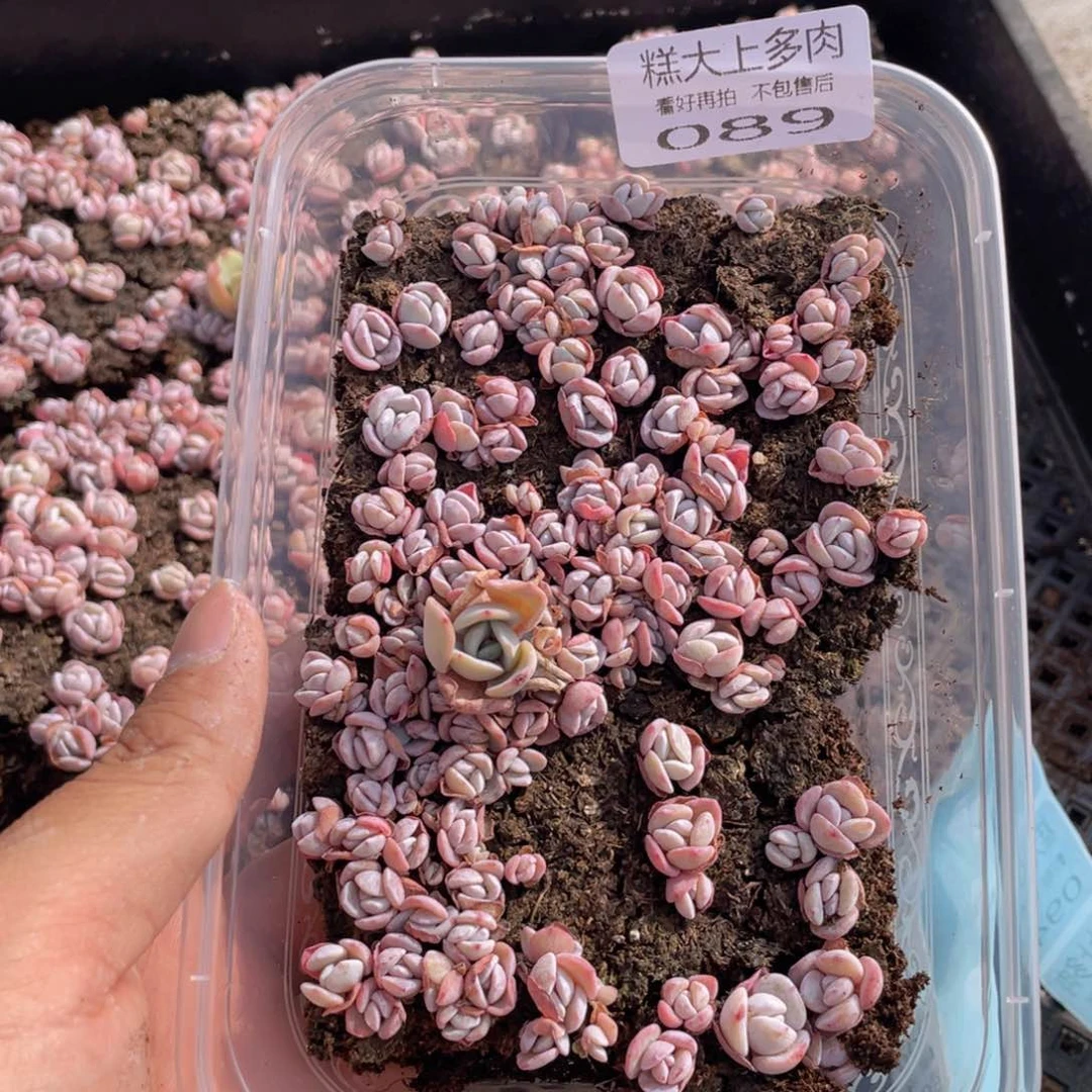 云糖心多肉植物89